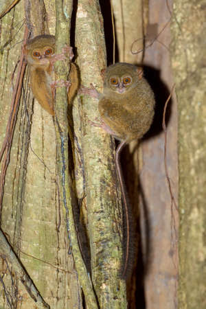 very rare Spectral Tarsier, Tarsius spectrum,Tangkoko National Park, Sulawesi, Indonesia, the world's smallest primate, true wildlifeの写真素材
