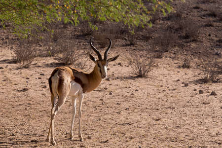 Portrait of Springbok Antidorcas marsupialis, Kgalagadi Transfontier park, South Africa. True...