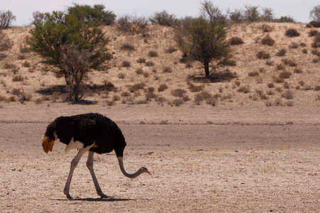 male of Ostrich, Struthio camelus in Kgalagadi, South Africa, true wildlife photographyの写真素材