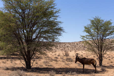 A Tsessebe (Damaliscus lunatus) stood facing the camera, in natural setting, South Africa, Kgalagadi
