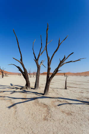 beautiful sunrise landscape of hidden Dead Vlei in Namib, blue sky, best place of Namibiaの写真素材
