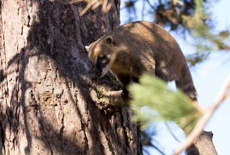 South American coati (Nasua nasua), known as the ring-tailed coatiの写真素材
