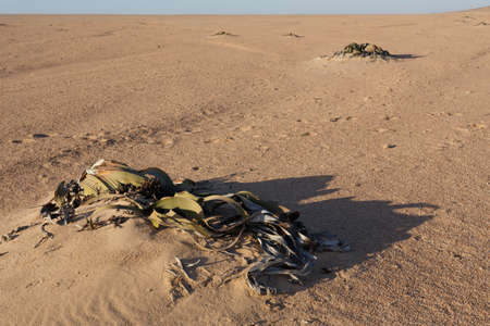 Splendid example of Welwitschia mirabilis is estimated to be more than 1500 years old,Erongo, Namibia, Amazing desert plant, living fossil Welwitschia Mirabilis in Namib Desertの写真素材