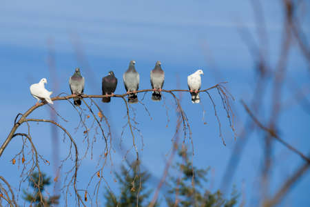 group of domestic pigeons sitting on the branch agains blue skyの写真素材