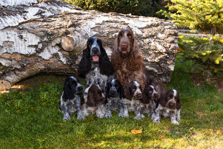 portrait of champions of English Cocker Spaniel family outdoorの写真素材