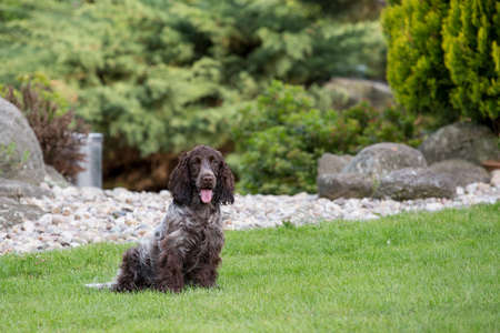 outdoor portrait of english cocker spaniel, european champion, breeding stationの写真素材