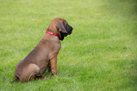 young puppy of Fila Brasileiro (Brazilian Mastiff) outdoor on green grassの写真素材