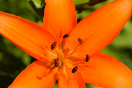 Macro close up detail of flowering orange lilyの写真素材