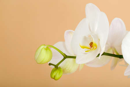 romantic branch of white orchid on beige backgroundの写真素材