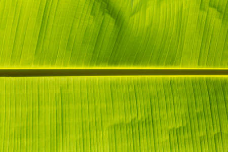 Green banana leaf background, backlit with sunlight Indonesia, Bali