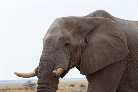 Portrait of african elephants, Etosha national Park, Ombika, Kunene, Namibia. True wildlife photographyの写真素材