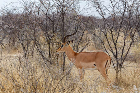 Portrait of Impala antelope male in Etosha national Park, Namibiaの写真素材