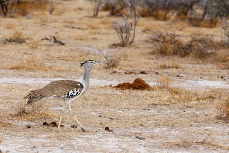 Kori Bustard in african bush, Etosha national Park, Namibia, Africaの写真素材