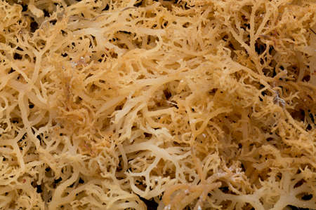 Drying seaweed farmed along the coast of Nusa Penida