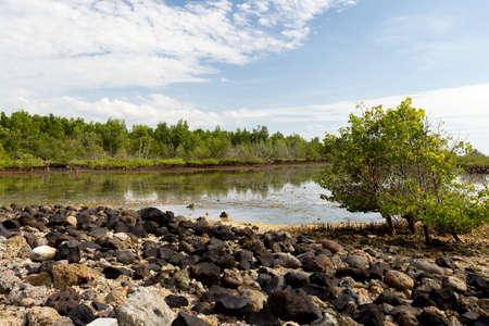 Traditional Indonesian landscape with mangrove and walkway, Sulawesi, Manado, indonesia