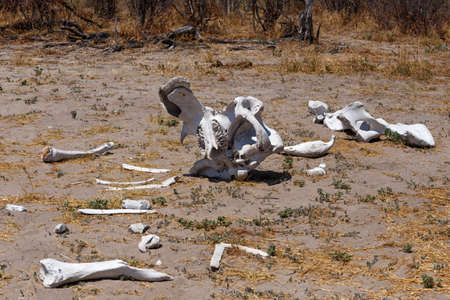 elephant bones in Okavango delta landscape, circle of life, Kwai region, Botswana