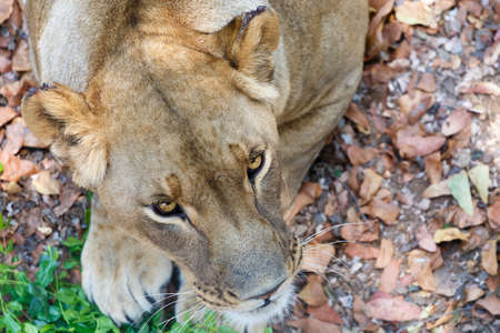 top view portrait of Lion female. Zimbabe, Livingstoneの写真素材