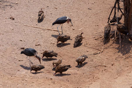 flock of White backed vulture feast on carrion in Zimbawe national park