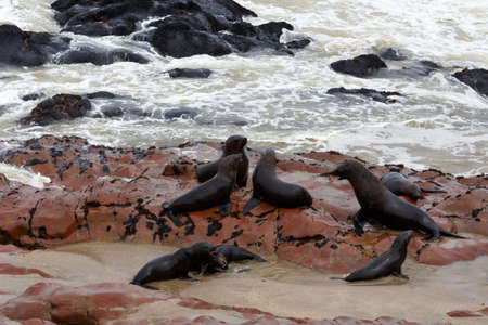 huge colony of Brown fur seal, Arctocephalus pusillus, in Cape Cross, Namibia, wide angle view, true wildlife photographyの写真素材