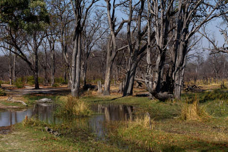 beautiful landscape in the Okavango swamps, Moremi game reserve landscape, Okavango Delta, Botswanaの写真素材