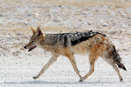 black-backed jackal (Canis mesomelas) lying in Etosha park, Oshana, Namibia, True Wildlifeの写真素材