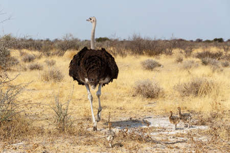 Family of Ostrich with chicken, Struthio camelus, in Etosha Park, Oshana Namibia, South Africa, true wildlife photographyの写真素材