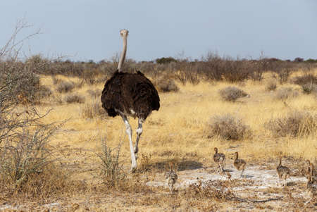 Family of Ostrich with chicken, Struthio camelus, in Etosha Park, Oshana Namibia, South Africa, true...