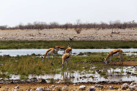 herd of springbok on waterhole in Etosha national park, Namibiaの写真素材