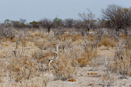 Kori Bustard in african bush, Etosha national Park, Namibia, Africaの写真素材