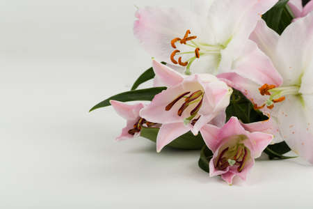 bouquet of pink lily flower on white backgroundの写真素材