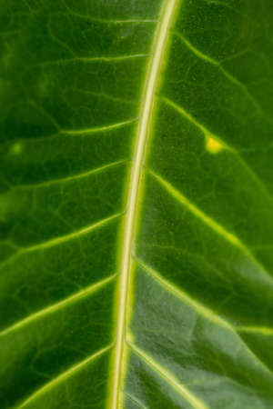 Green leaf background, backlit with sunlight Indonesia, Bali