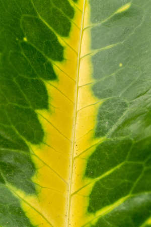 Green leaf background, backlit with sunlight Indonesia, Baliの写真素材