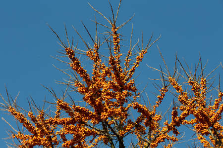 unharvester Sea buckthorn tree, close-up (Hippophae rhamnoides, typical for this plant is a high...