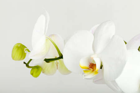 romantic branch of white orchid on grey background, studio shootの写真素材