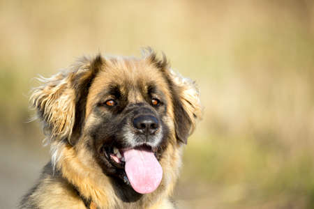 Beautiful portrait of purebred Leonberger dog outdoors on a sunny winter day without snowの写真素材