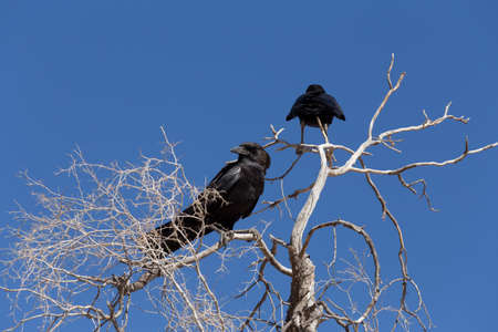 Cape Crow (Corvus capensis), big black bird in Kgalagadi Transfontier Park, South Africa