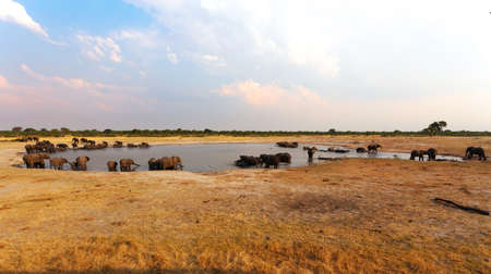 herd of African elephants drinking at a muddy waterhole, Hwankee national Park, Botswana. True wildlife photographyの写真素材