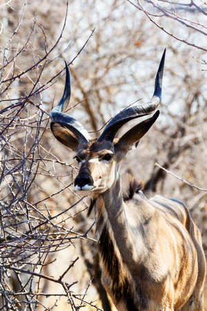 portrait of Kudu, Etosha national Park, Ombika, Kunene, Namibia. True wildlife photographyの写真素材