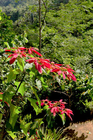 Wild growing winter rose with blossoms in its natural environment in Bali, Indonesia