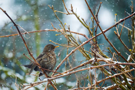 female of Common blackbird (Turdus merula) on in winter garden, on tree in snowy day