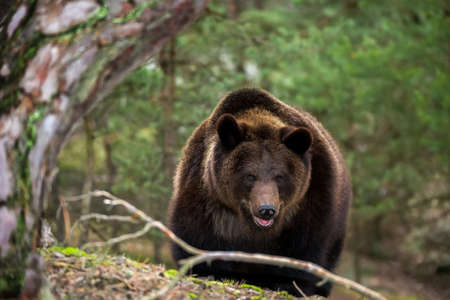 male of brown bear (Ursus arctos) in winter forest, Europe, Czech republic, looking from eyes to eyesの写真素材