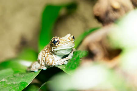 golden-eyed tree frog or Amazon milk frog (Trachycephalus resinifictrix) close up. This frog lives in the Amazonian rainforestの写真素材