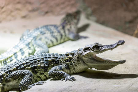 Portrait of a small Crocodile showin his teeth in vivarium
