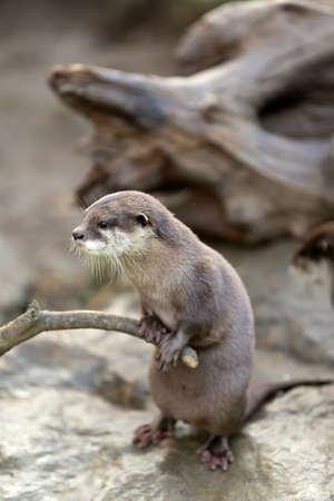 portrait of beautiful and playful river otter, wildlife Czech republicの写真素材