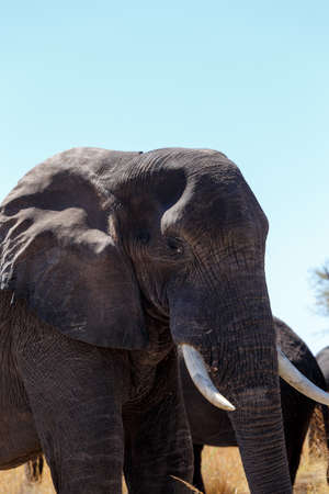 African elephants at bush, Caprivi Game Park, Namibia. True wildlife photography