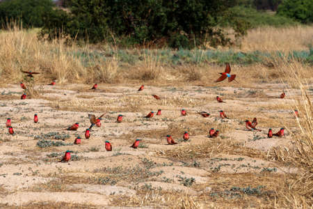 large nesting colony of Nothern Carmine Bee-eater (Merops nubicoides) on bank of the Zambezi river in Caprivi Namibia, Africaの写真素材