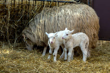 Sheep with small lamb on rural farm. Lamb is Easter holiday symbolの写真素材