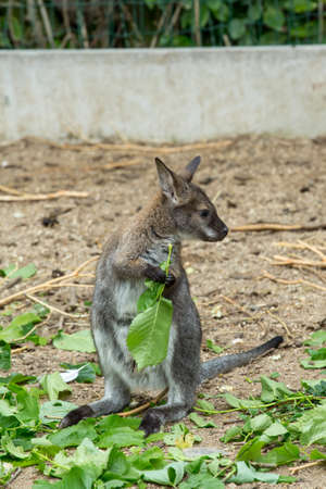 Closeup of a Red-necked Wallaby baby , kangaroo (Macropus rufogriseus)の写真素材