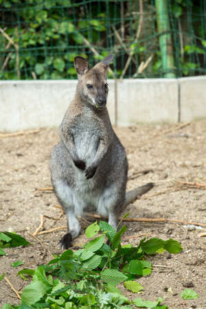 grazzing cute Red necked Wallaby, kangaroo (Macropus rufogriseus)の写真素材