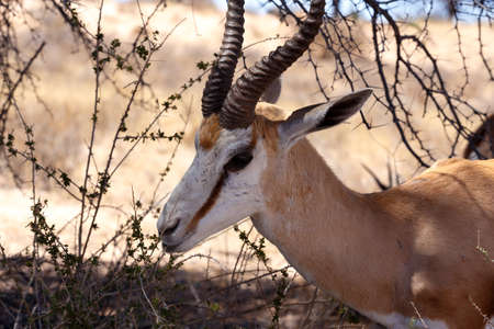 Close up Portrait of Springbok Antidorcas marsupialis, Kgalagadi Transfontier park, South Africa. wildlife photographyの写真素材